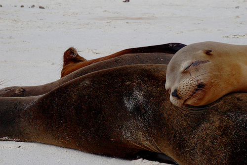 Sea Lions - Gardner Bay - Espanola Island - Galapagos Islands (10)