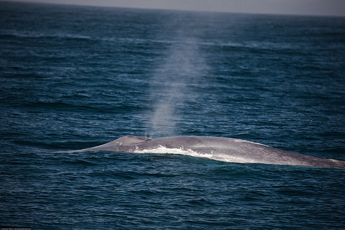 90-100' Blue Whale (Balaenoptera musculus) a Baleen Whale - Santa Barbara, CA - from a set of 7 photos