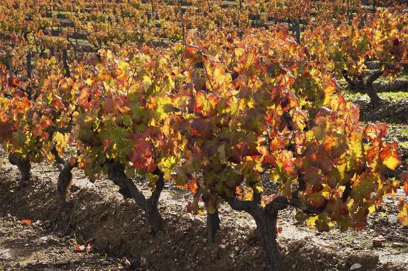 vines is Aletejo, Portugal