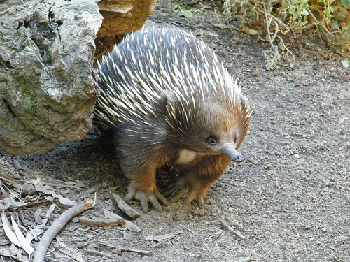 Short-beaked echidna @Melbourne zoo