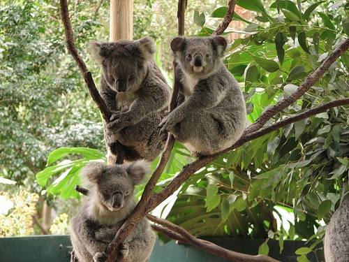 Koala park sanctuary, Sydney, Australia