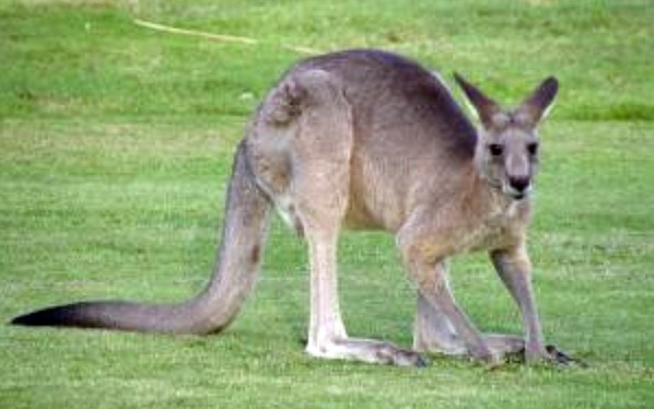 Kangaroo in Australia