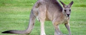 Kangaroo in Australia