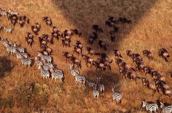 Maasai Mara migration
