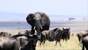 Elephant among the gnu in Kenya