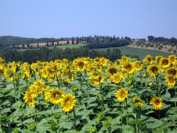 sunflowers in tuscany