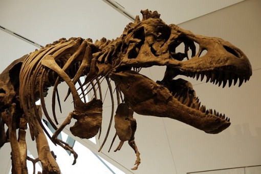 T-Rex Guarding at Royal Ontario Museum in Toronto