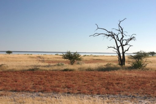 Etosha National Park in Namibia