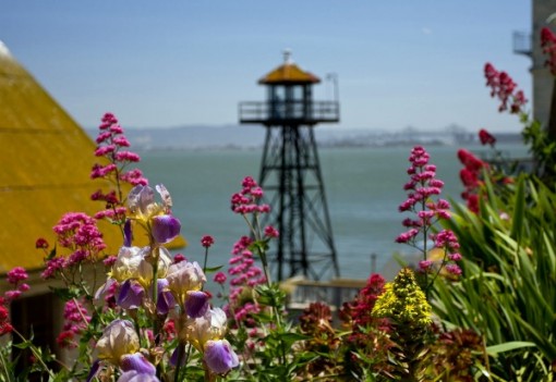 Flora on Alcatraz in San Francisco Bay