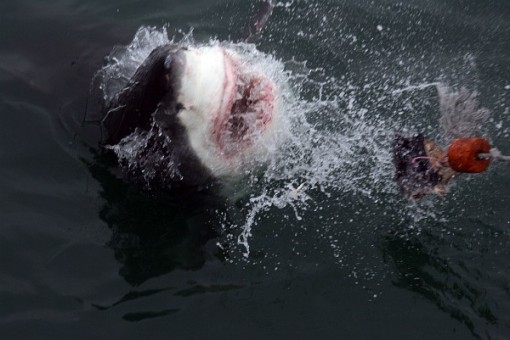 Great white shark in Cape Town South Africa