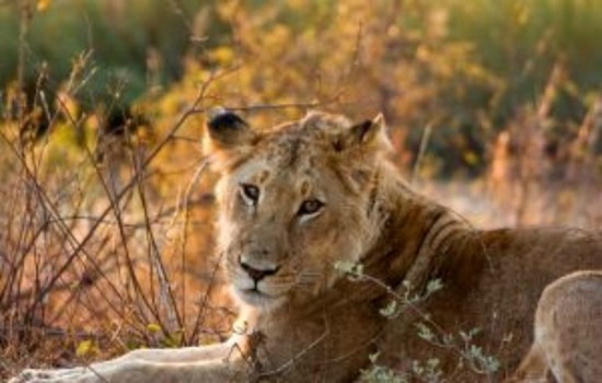 lioness on african safari
