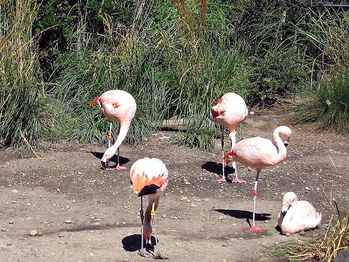 Flamingos at Woodland Park Zoo