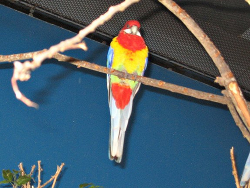 Parrot at Willawong station Woodland Park Zoo