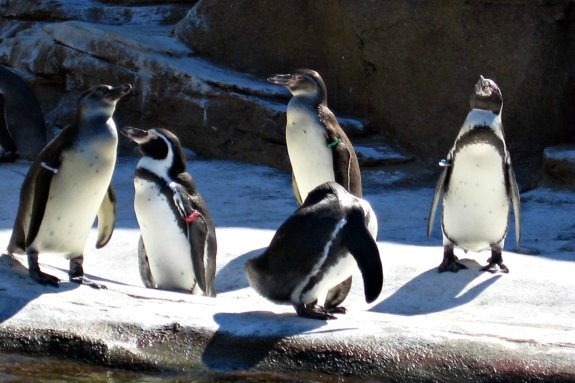 Humboldt penguins at Woodland Park Zoo