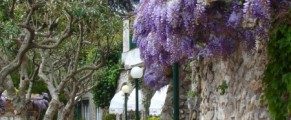 Wisteria on Capri