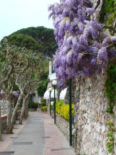 Wisteria on Capri