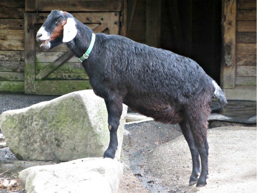 Goat at Woodland Park Zoo Seattle