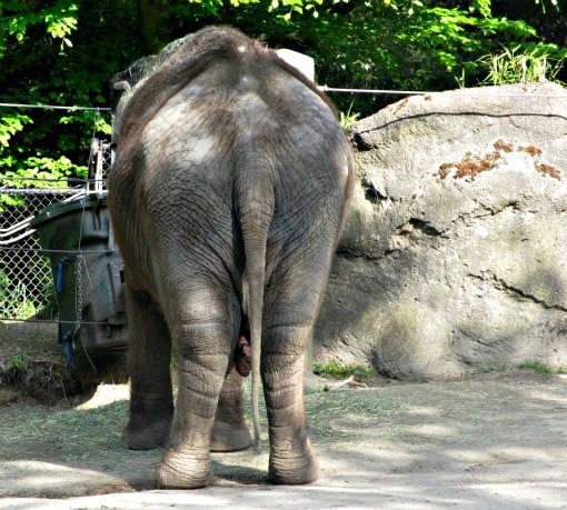 elephant woodland park zoo seattle