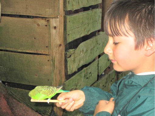 feeding birds at willawong station at woodland park zoo seattle