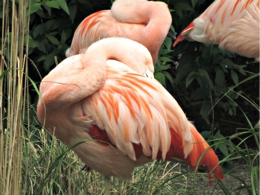 flamingos at woodland park zoo seattle