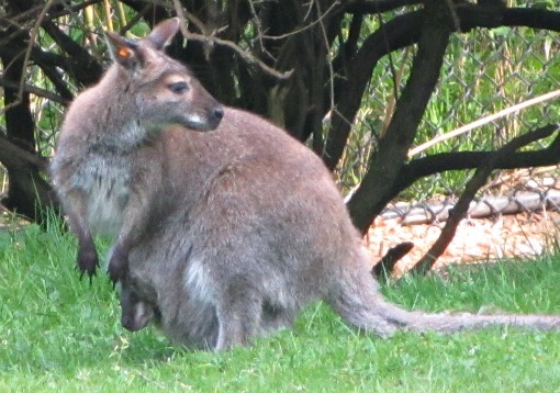 mom and joey wallaby at woodland park zoo seattle