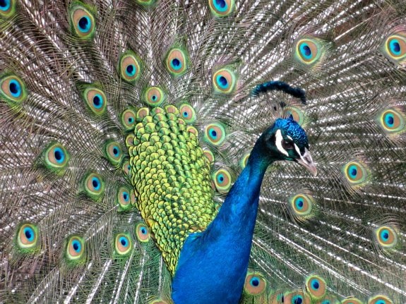 peacock at woodland park zoo seattle