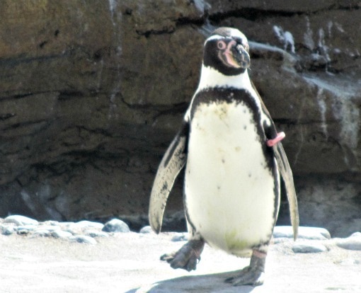 penguin at woodland park zoo seattle