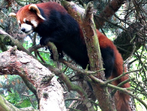 red panda at woodland park zoo seattle