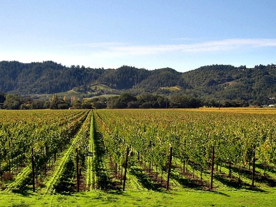 National Cabernet Day, grape vines in Napa