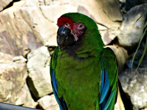 Parrot at Cougar Mountain Zoo in Seattle
