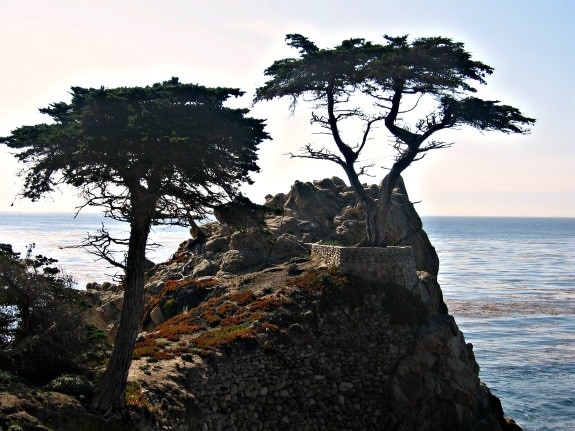 Cyprus trees along big sur