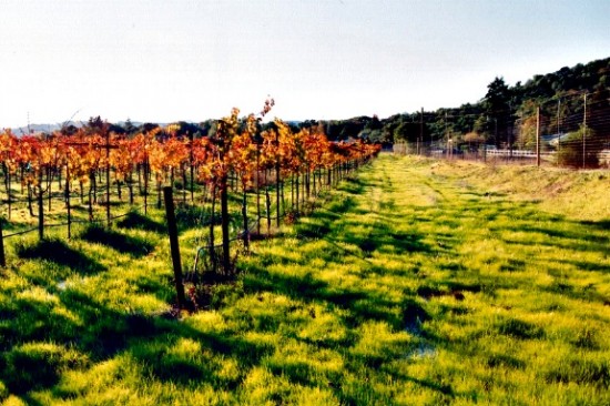 winery vineyard in sonoma