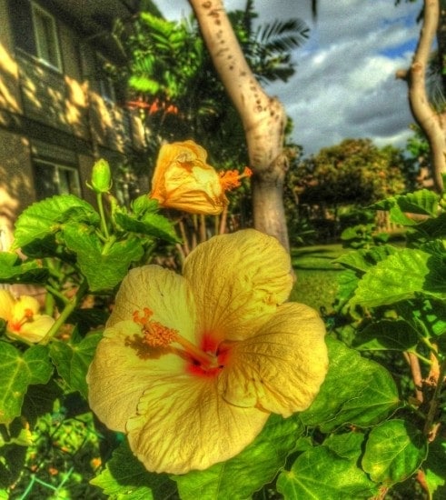 yellow hibiscus in Hawaii