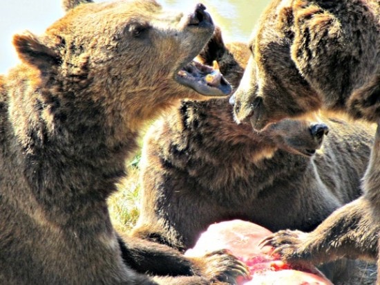 3 brown bears and popsicle at Wildlife Safari in Winston Oregon