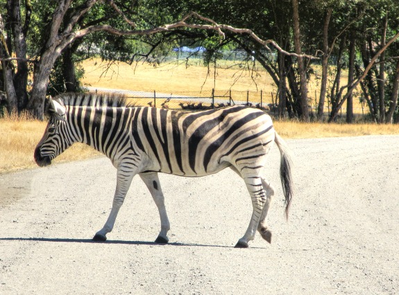 zebra crossing road