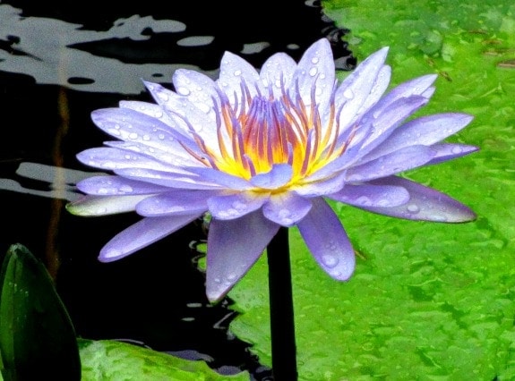 water lily at banjaran ipoh malaysia