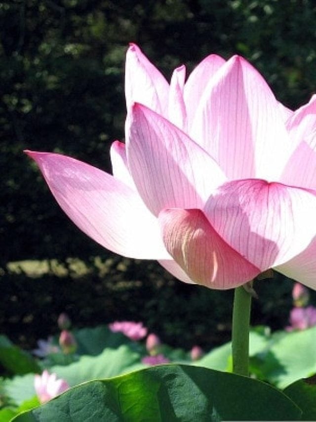 10 Must-See California Gardens