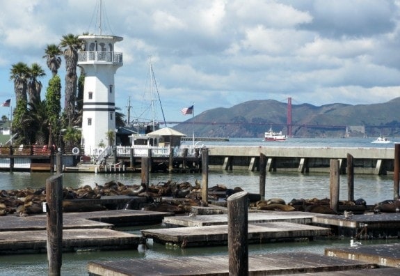 San Francisco sea lions and golden gate bridge