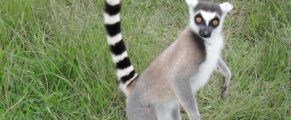 Lemur