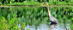 Blue Heron at Lake Apopka