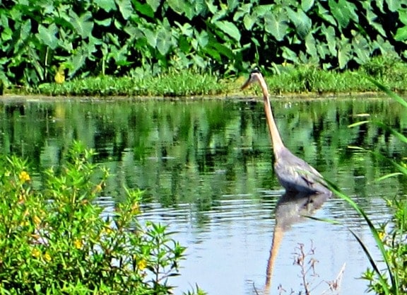 Blue Heron at Lake Apopka