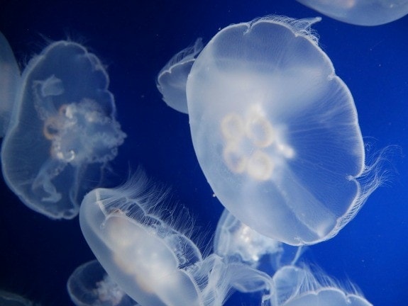 jellyfish at point defiance zoo