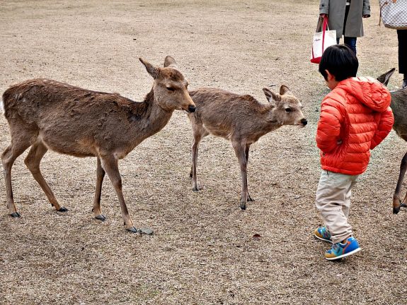 nara-deer