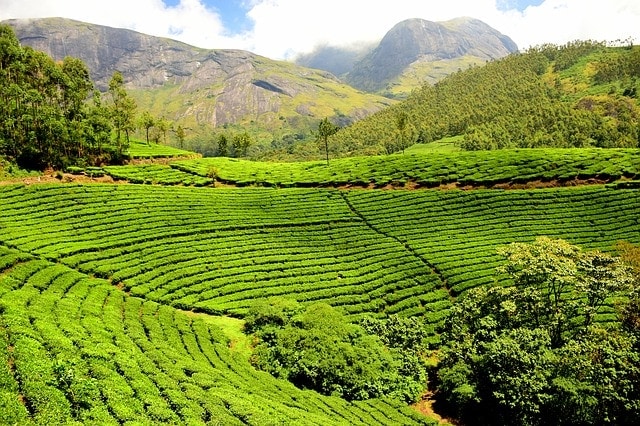 tea plantation photo