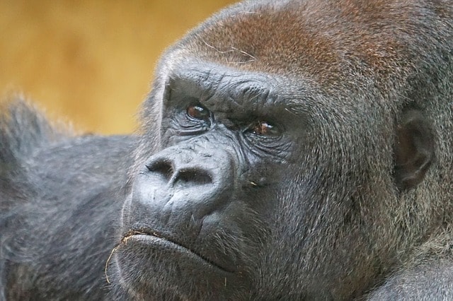 gorilla photo