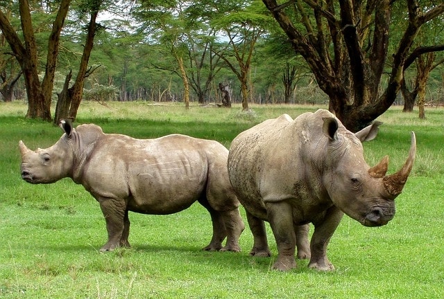 white rhino photo