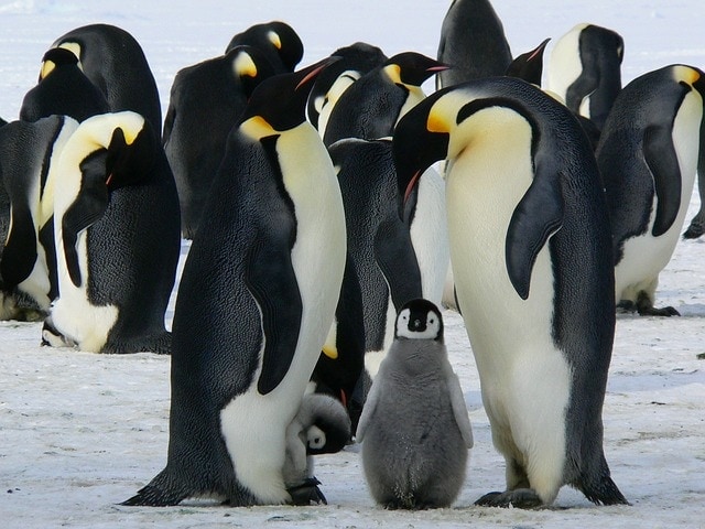 penguins photo