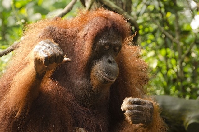 orangutan photo