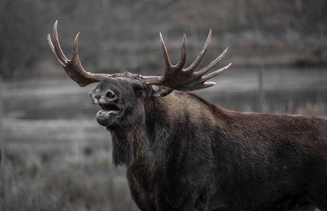 moose photo