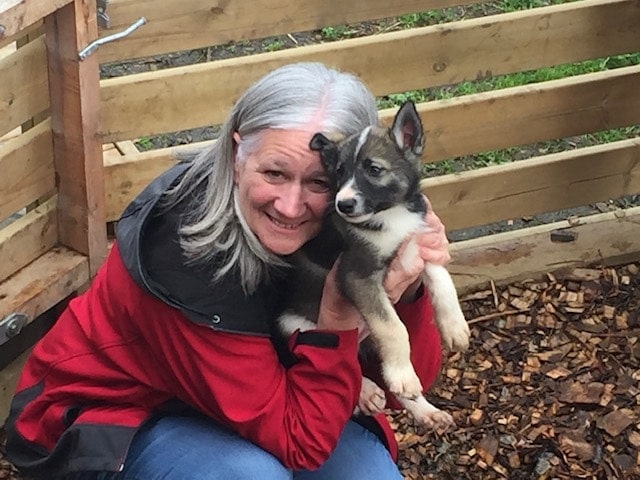 husky puppy